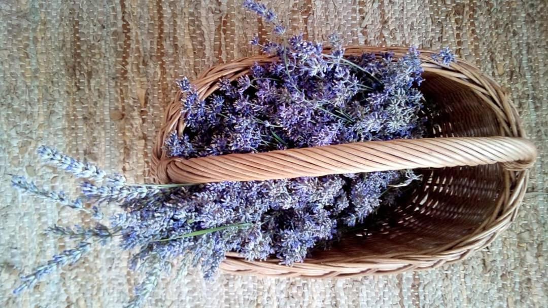 Soba Lavanda Kladovo Esterno foto